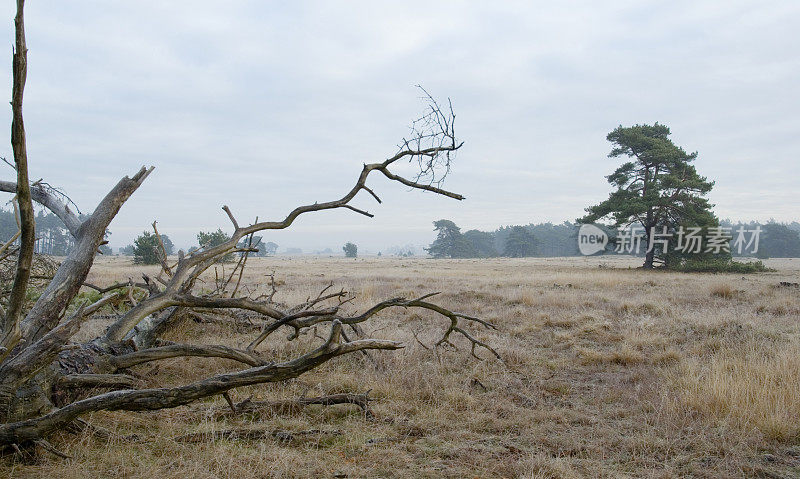 荷兰风景:石南和松树在冬天(Hoge Veluwe)